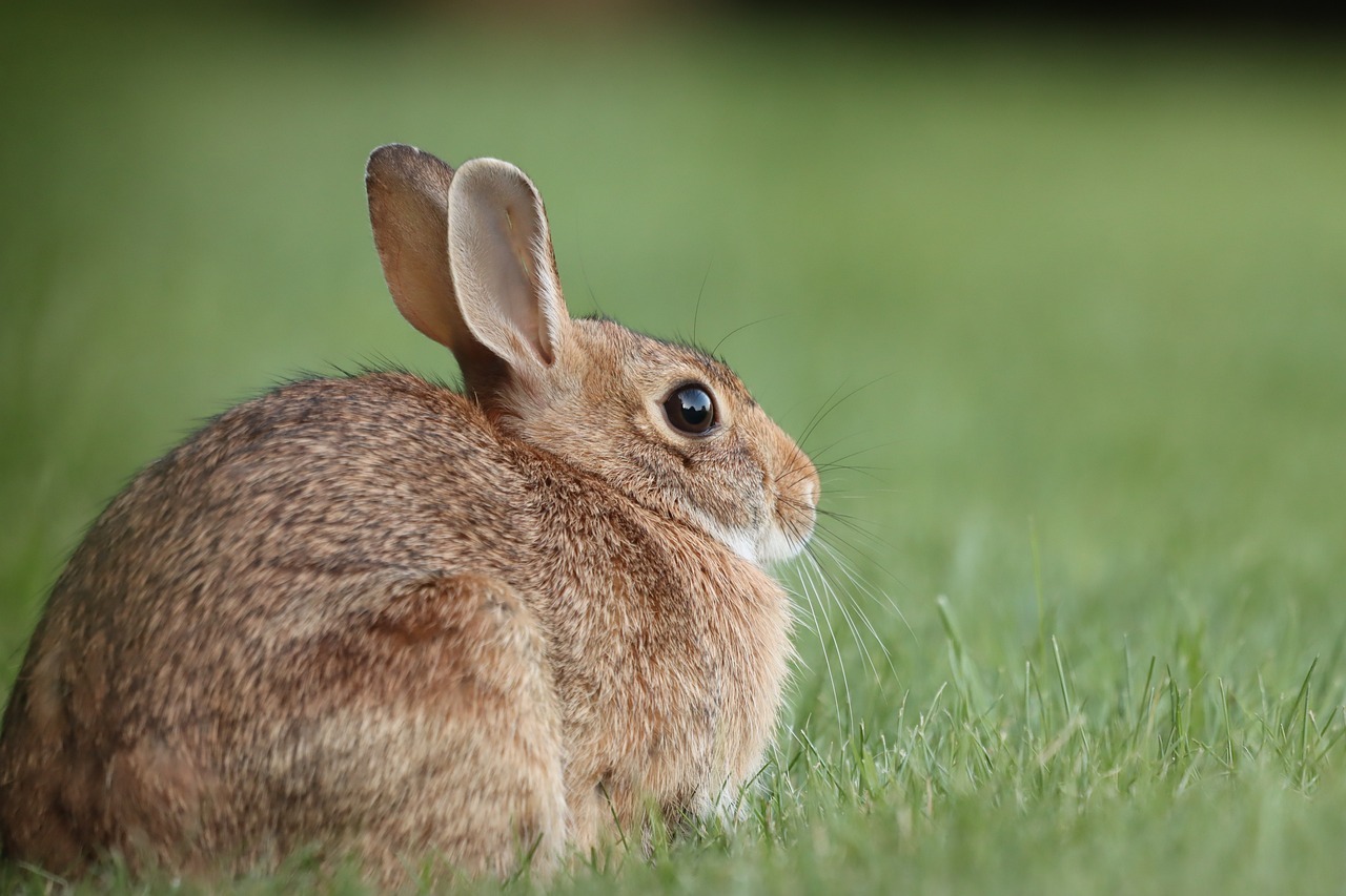 Lawn Mowing Service Bonita Springs FL